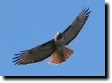 [ Red-tailed hawk ]