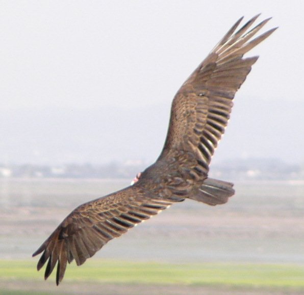 [Turkey vulture]