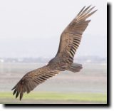 [ Turkey vulture ]