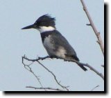 [ Belted kingfisher ]