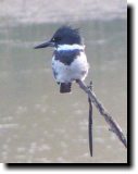 [ Belted kingfisher ]
