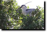 [ Black-crowned night heron ]