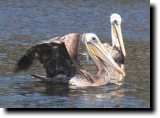 [ Brown pelican ]