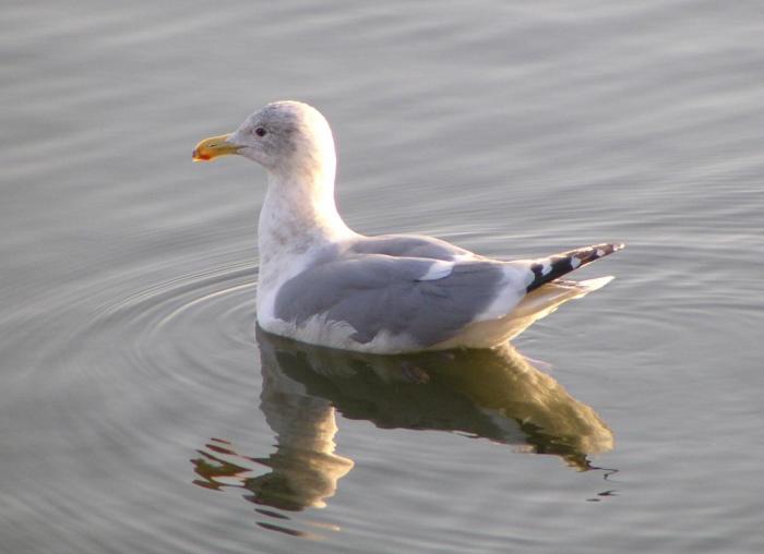 [California gull]