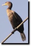 [ Double-crested cormorant ]