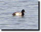 [ Greater scaup ]