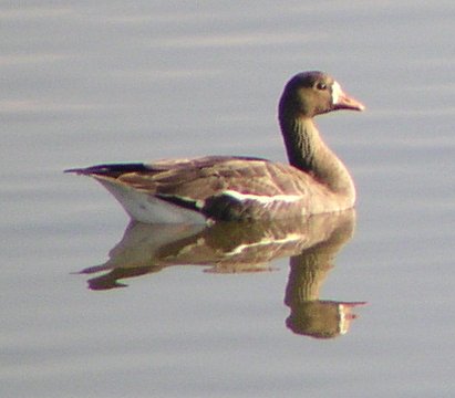 [Greater white-fronted goose]