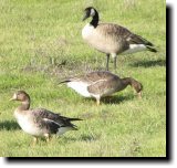 [ Greater white-fronted goose ]