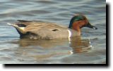 [ Green-winged teal ]