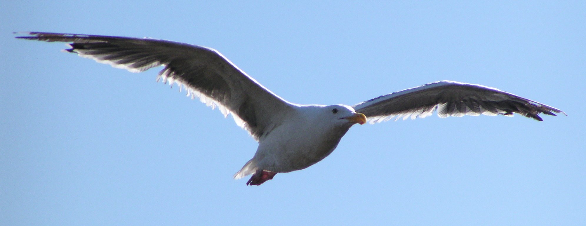[Herring gull]