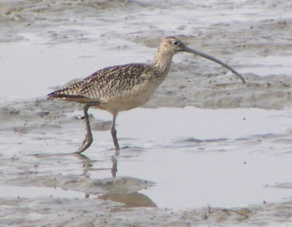 [Long-billed curlew]
