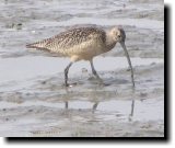 [ Long-billed curlew ]