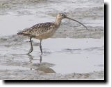 [ Long-billed curlew ]
