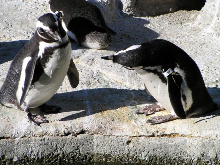 [Magellanic penguin]