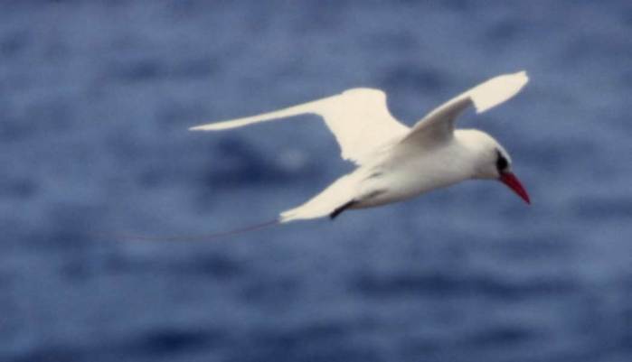 [Red-tailed tropicbird]