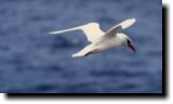 [ Red-tailed tropicbird ]