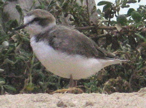 [Semipalmated plover]