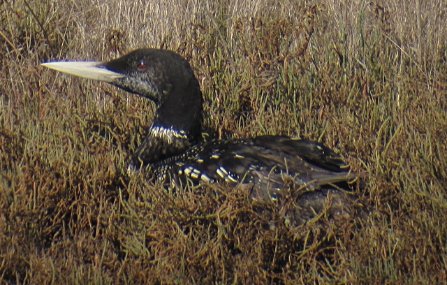 [Yellow-billed loon]