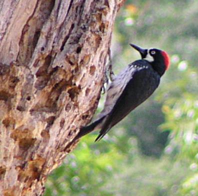 rehab acorn woodpecker