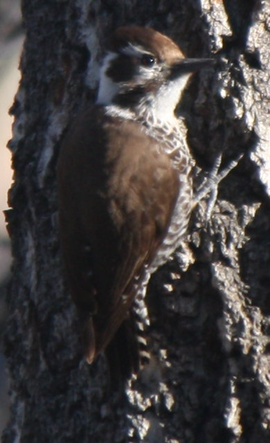 [Arizona woodpecker]