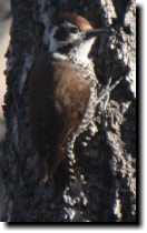 [ Arizona woodpecker ]