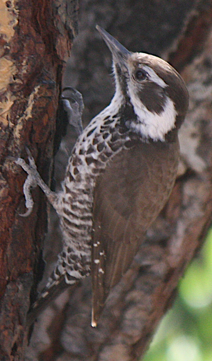 [Arizona woodpecker]