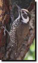 [ Arizona woodpecker ]