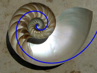 fibonacci sequence in shells