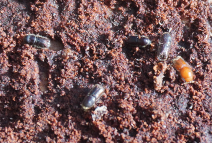 Carpet Beetles  Thrasher Termite & Pest Control