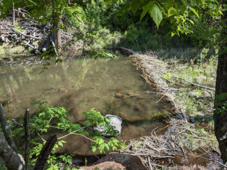 [Beaver pond at Bandelier]