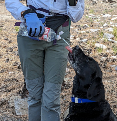 [Labrador retriever drinking from a water bottle]