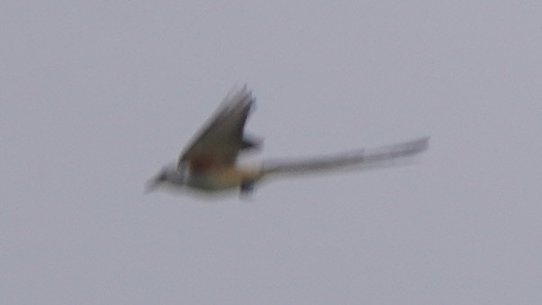 [an extremely blurry photo of a scissor-tailed flycatcher]