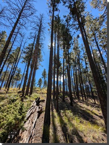 [Looking up at tall trees from the forest floor; one of the trees is blocking the sun so there's a flare around where the sun is]