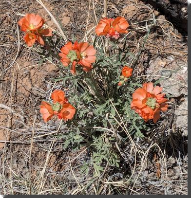 [Scarlet globemallow (not actually scarlet, small orange flowers)]