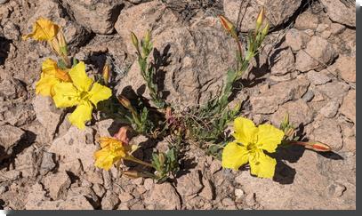 [Hooker's evening primrose: showy yellow flowers with four petals]