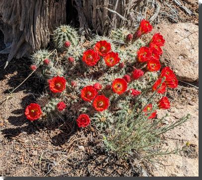[claret cup cactus in bloom, with showy scarlet flowers
 sprouting from rounded cactus]