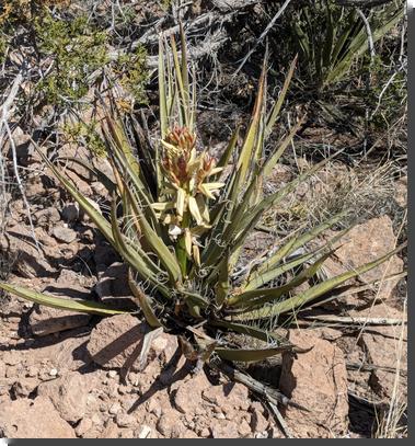[broad-leaf yucca in bloom, showing a spike of white flowers rising from the center of spiky yucca leaves]