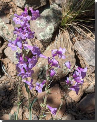 [sidebells penstemon: trumpet-shaped violet flowers with interiors that are white streaked with a darker purple]