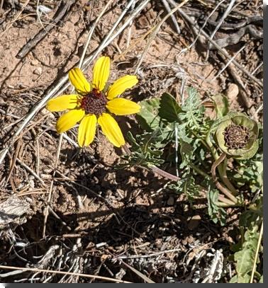 [Chocolate flower: a yellow daisy with a brown center. Sometimes they smell like chocolate.]