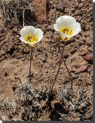 [two sego lilies: graceful white trumpet-shaped flowers with centers patterned in yellow and maroon]