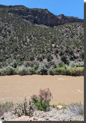 [Just above the muddy Rio Grande, Tamarisk (saltbush) is in bloom, with subtle pink coloring the tips of the plant. On the other side of the river, a juniper-studded slope leads up to a sheer basalt cliff.]