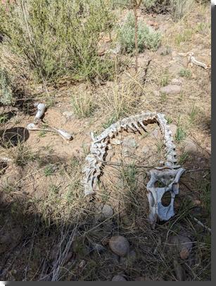 [What looks like a dragon skeleton (but it's really an elk)]