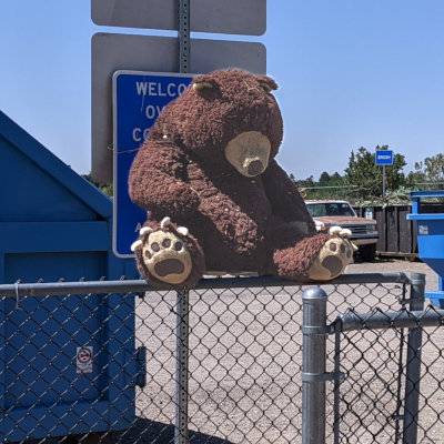 [teddy bear at the White Rock dump]