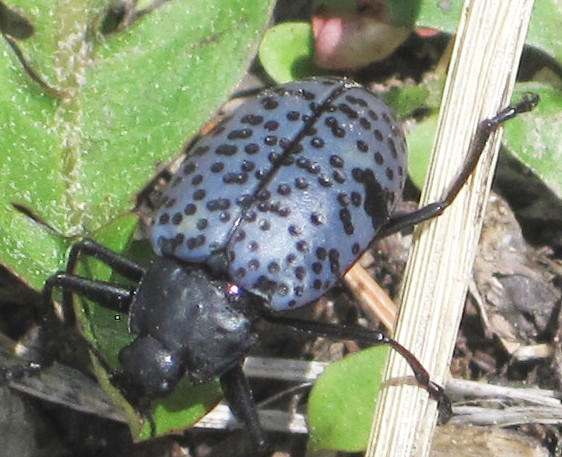 [Pleasing Fungus Beetle, by Akkana]