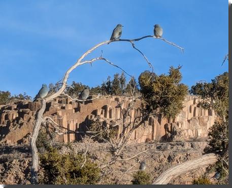 [Three mountain bluebirds on a dead tree, with columnar tuff in the background]