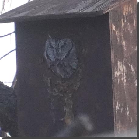 [An owl peers out of the hole in a wooden owl box]