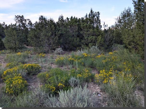 [a profusion of tiny yellow flowers on long-stalked bushy plants, with pinons and junipers in the background and sage dotted here and there]