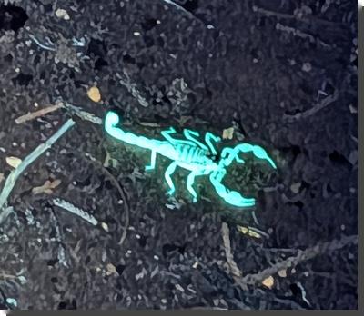 [a scorpion fluorescing cyan under UV light. It has black stripes on its back]