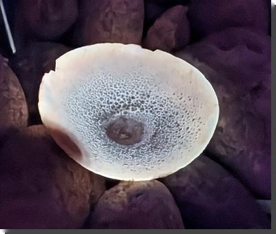 [a cup-shaped mushroom (concave upward) fluorescing yellow with lots of little dark spots under UV light]
