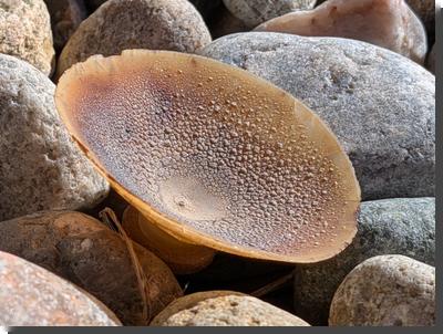 [a cup-shaped mushroom (concave upward) in white light: it shades from light brown at the edge to darker brown farther in, with lots of pimples of light tan scattered across the cup]